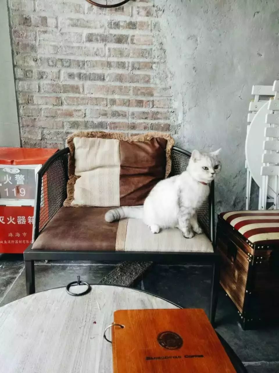 深圳狗狗咖啡馆_深圳哪里有小狗咖啡馆_狗狗咖啡馆能挣钱不