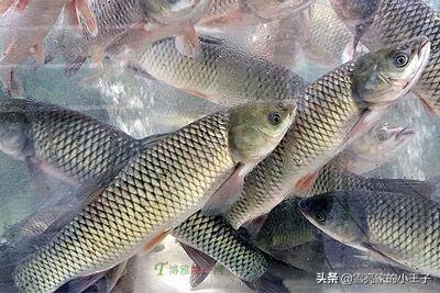 武清美食排名_天津武清特色食物_武清特色美食