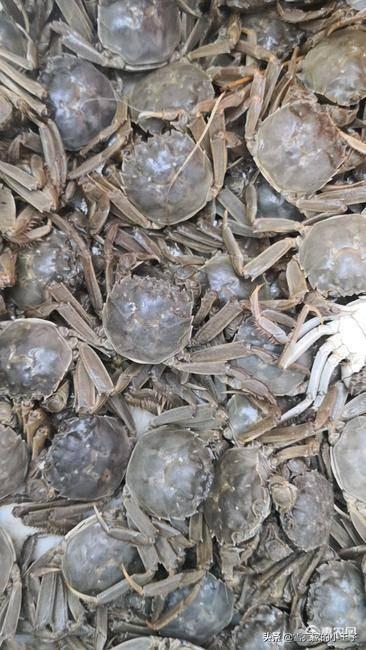 天津武清特色食物_武清美食排名_武清特色美食