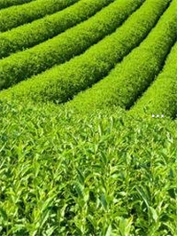 电白茶楼菜单价目表图片
